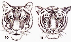 250x149 How To Draw Tiger Head In Eight Easy Steps - Tiger Head Drawing Easy