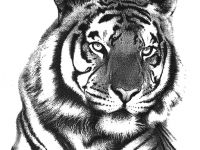 200x150 How To Draw A Tiger Head Step - Tiger Head Drawing Easy