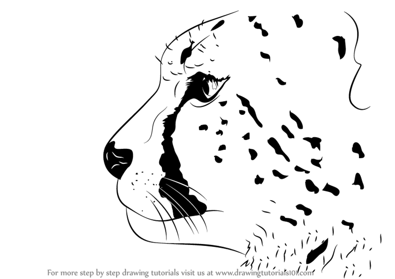 800x566 Learn How To Draw A Cheetah's Head - Tiger Head Drawing Easy