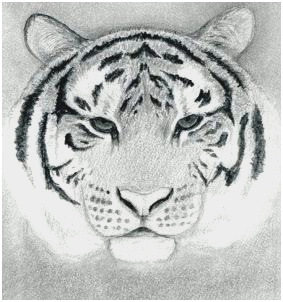 283x302 Tiger Drawing Tutorial Amazing How To Draw A Tiger Head Step - Tiger Head Drawing Easy
