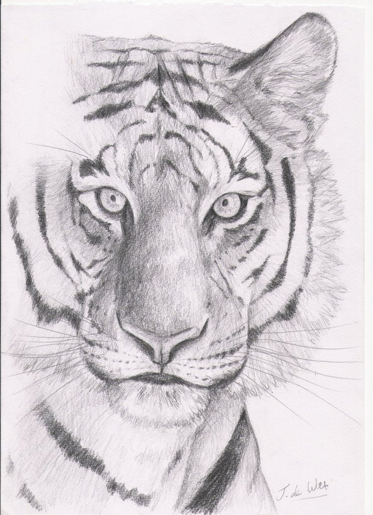 Tiger Head Drawing Easy at PaintingValley.com | Explore collection of ...