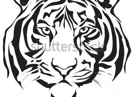 450x329 Tiger Face Drawing How To Draw A In Few Easy Steps Guides Sweet - Tiger Head Drawing Easy