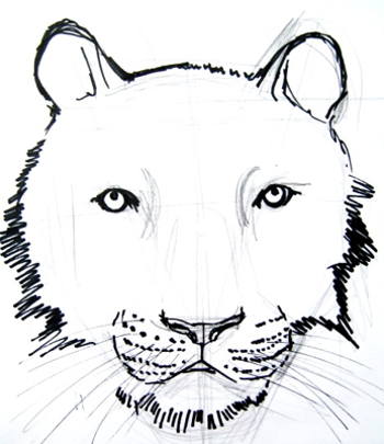 Tiger Head Line Drawing at PaintingValley.com | Explore collection of ...