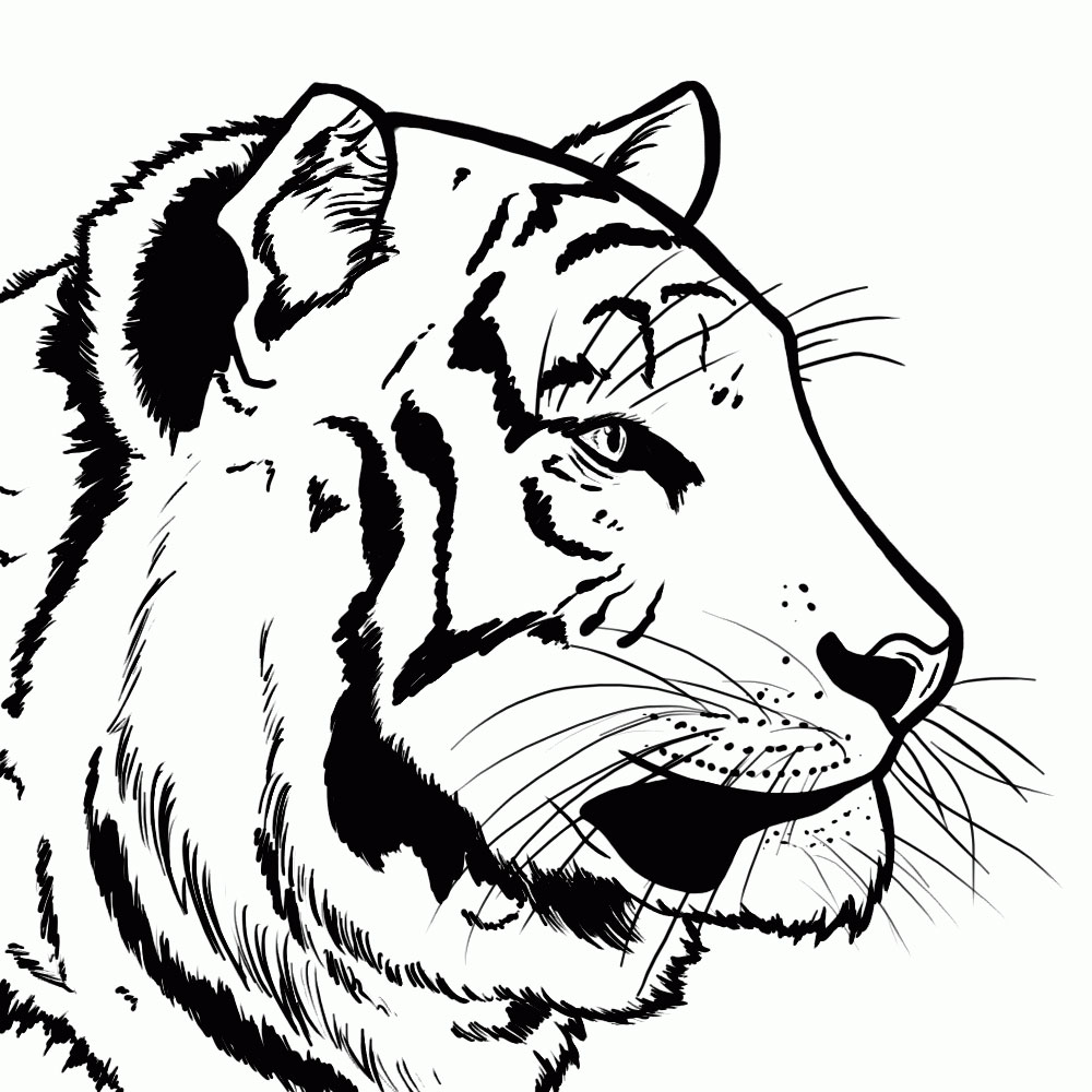 1000x1000 Learn How To Draw A Tiger - Tiger Head Line Drawing