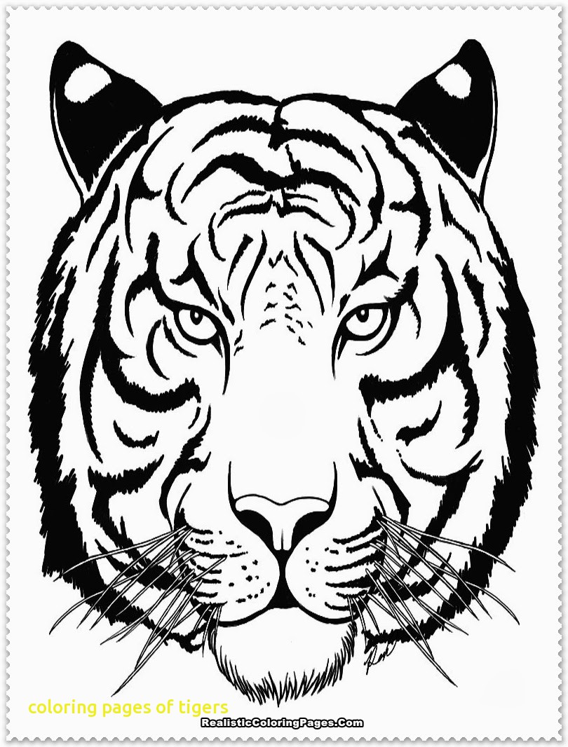 Tiger Head Line Drawing at PaintingValley.com | Explore collection of ...