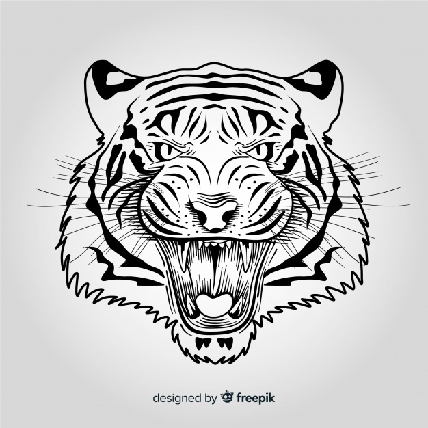 626x626 Tiger Vectors, Photos And Free Download - Tiger Head Line Drawing