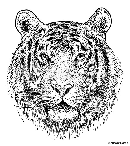 448x500 Tiger Head Illustration, Drawing, Engraving, Ink, Line Art, Vector - Tiger Head Line Drawing