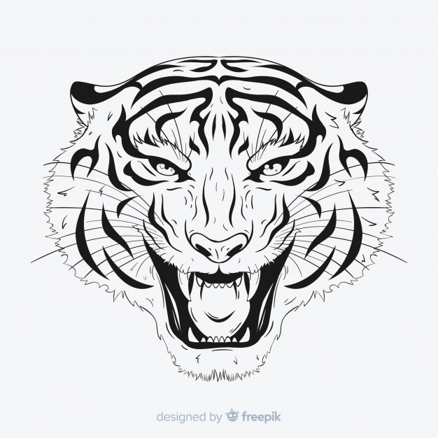 626x626 Black Tiger Head Vector Illustration Vector Free Download - Tiger Head Line Drawing