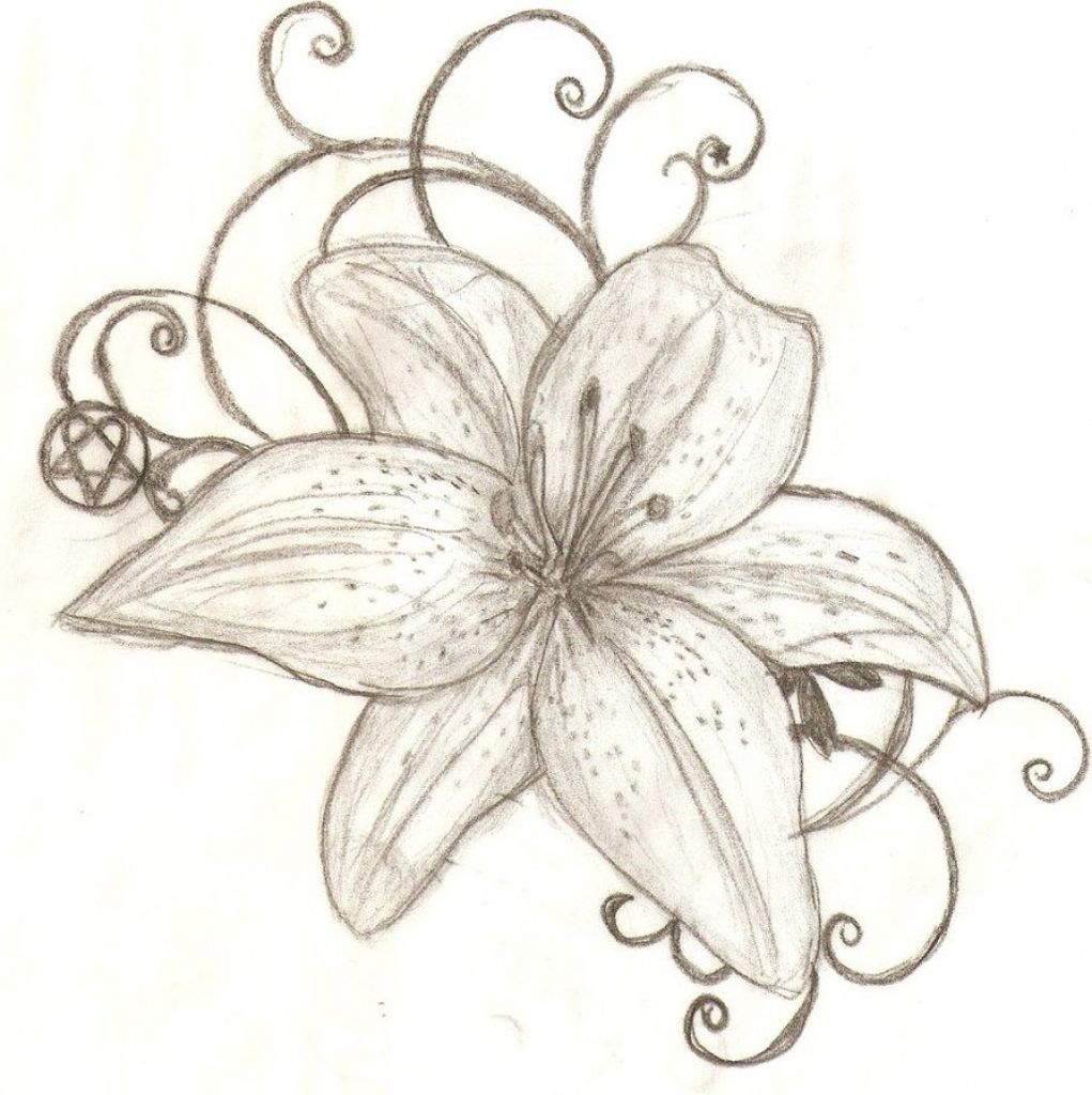 Tiger Lily Flower Drawing at Explore collection of