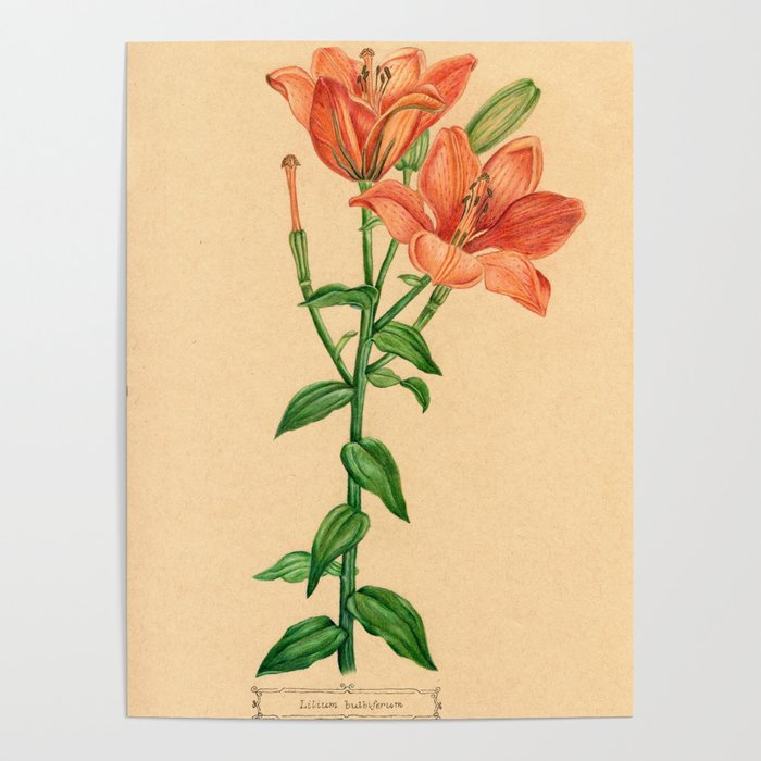 700x700 Scientific Orange Tiger Lily Botanical Flower Drawing Poster - Tiger Lily Drawing