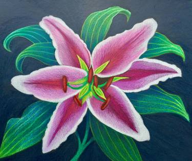 375x315 Tiger Lily Drawing - Tiger Lily Drawing