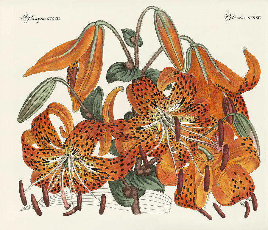 900x774 The Japanese Tiger Lily Drawing - Tiger Lily Drawing