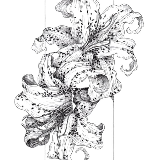 639x640 Tiger Lily Ink Drawing, Design Craft, Artworks On Carousell - Tiger Lily Drawing