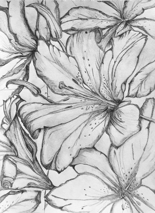 522x720 Tiger Lily - Tiger Lily Drawing