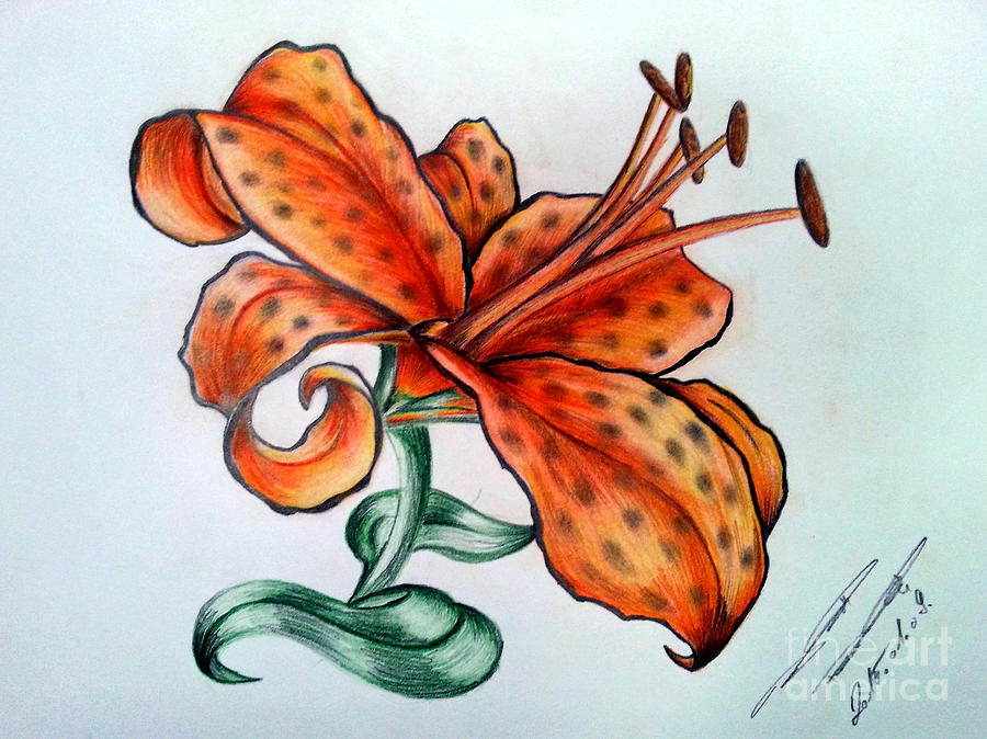 900x674 Tiger Lily Drawing - Tiger Lily Drawing