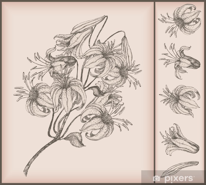 700x627 Tiger Lily Drawing Wall Mural We Live To Change - Tiger Lily Drawing