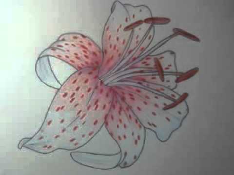 480x360 Drawing Of A Tiger Lily - Tiger Lily Drawing