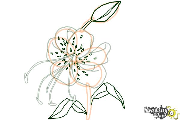 600x400 How To Draw A Tiger Lily - Tiger Lily Drawing