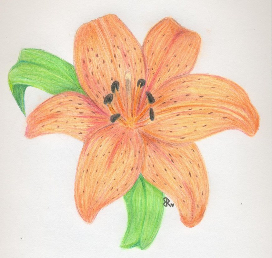 Tiger Lily Flower Drawing At Paintingvalley Com Explore Collection Of