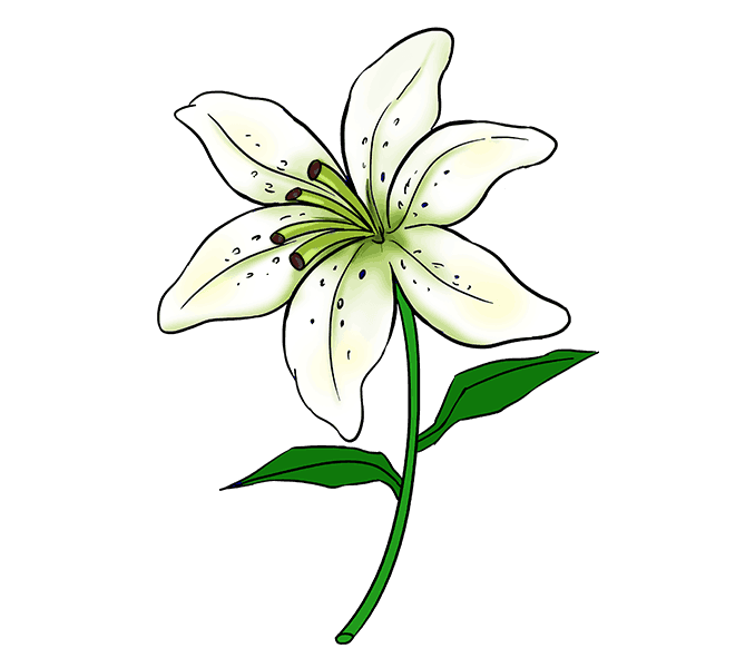 678x600 How To Draw A Lily Step - Tiger Lily Flower Drawing