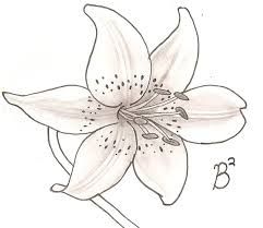 241x209 Photos Tiger Lily Flower Drawing - Tiger Lily Flower Drawing