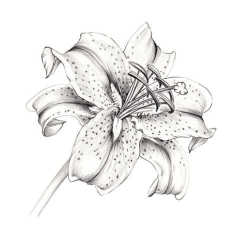 458x480 tattoos lilies drawing, lily tattoo - Tiger Lily Flower Drawing