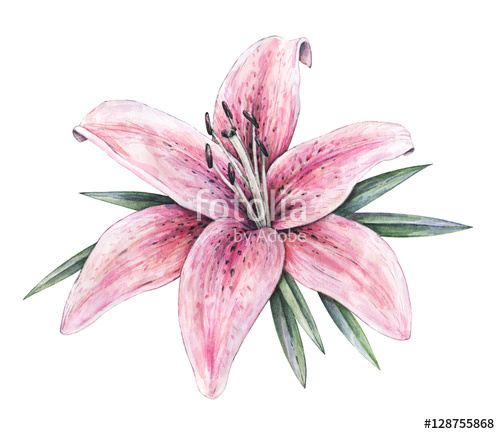 500x434 Pink Lily Flowers Isolated On White Background Watercolor - Tiger Lily Flower Drawing