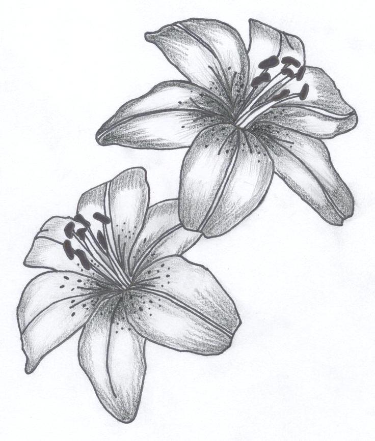 Tiger Lily Flower Drawing at Explore collection of