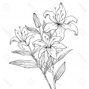 Tiger Lily Flower Drawing at PaintingValley.com | Explore collection of ...