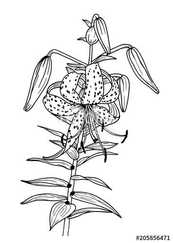 355x500 Tiger Lily Flower Black And White Ink Drawing Stock Image - Tiger Lily Flower Drawing