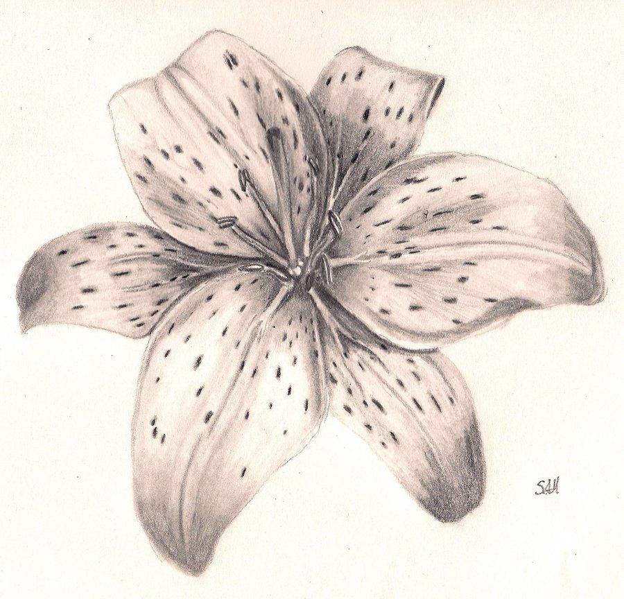 900x864 Tiger Lily Flower - Tiger Lily Flower Drawing
