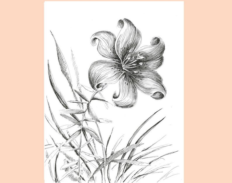 794x627 Tiger Lily Sketch Floral Illustration Flower Drawing Black Etsy - Tiger Lily Flower Drawing