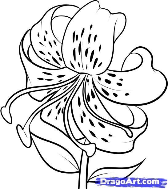546x612 Draw Flowers How To Draw A Tiger Lily, Step - Tiger Lily Flower Drawing