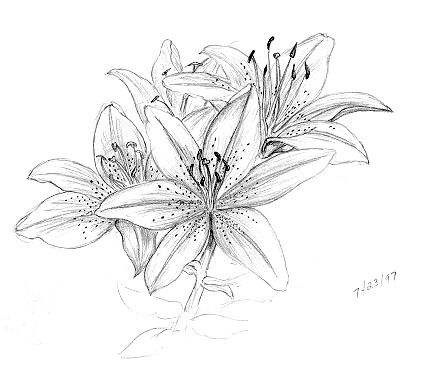 427x377 Lily Flowers Drawings Pencil {embroidery} Patterns Flowers - Tiger Lily Flower Drawing