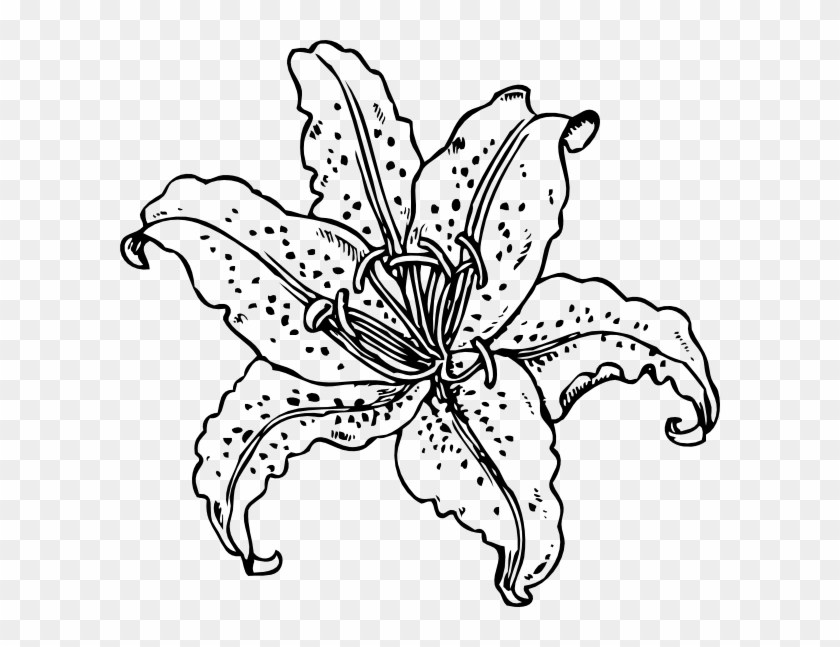 840x647 tiger lily flower drawing classy cloud - Tiger Lily Flower Drawing
