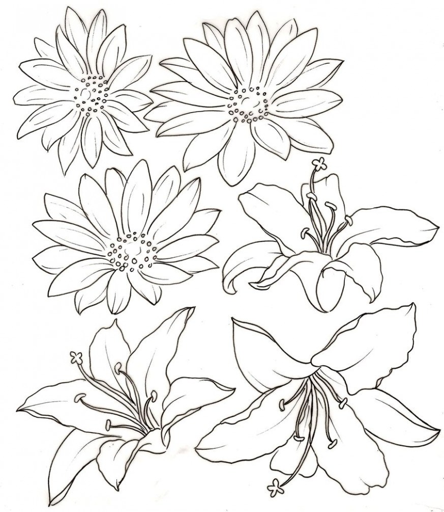 873x1005 Tiger Lily Flower Drawing Outline Flower Nifty - Tiger Lily Flower Drawing