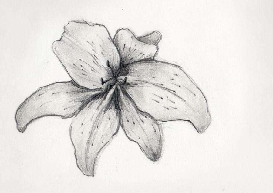 900x638 Tiger Lily Flowers Drawings Pictures Drawings Ideas For Kids - Tiger Lily Flower Drawing