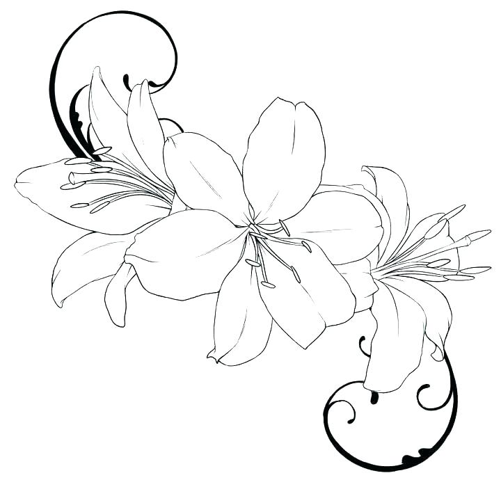 720x690 Easy Flowers To Draw Tiger Lily Flower Drawing Outline Wikipharm - Tiger Lily Flower Drawing