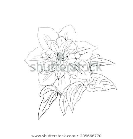 450x470 Flower Drawing Outline Tiger Outline Drawing Color Tiger Lily - Tiger Lily Flower Drawing