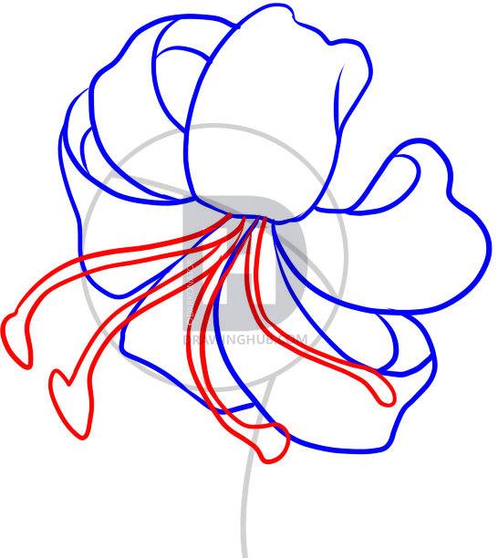 546x612 How To Draw A Tiger Lily, Step - Tiger Lily Flower Drawing