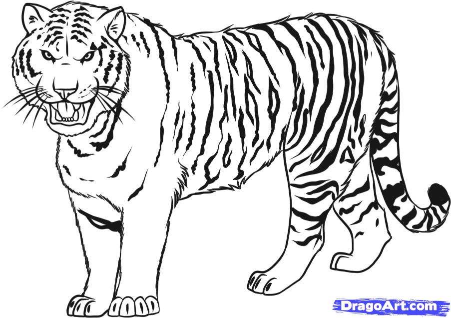 903x636 Drawn Tiger Basic - Tiger Line Drawing