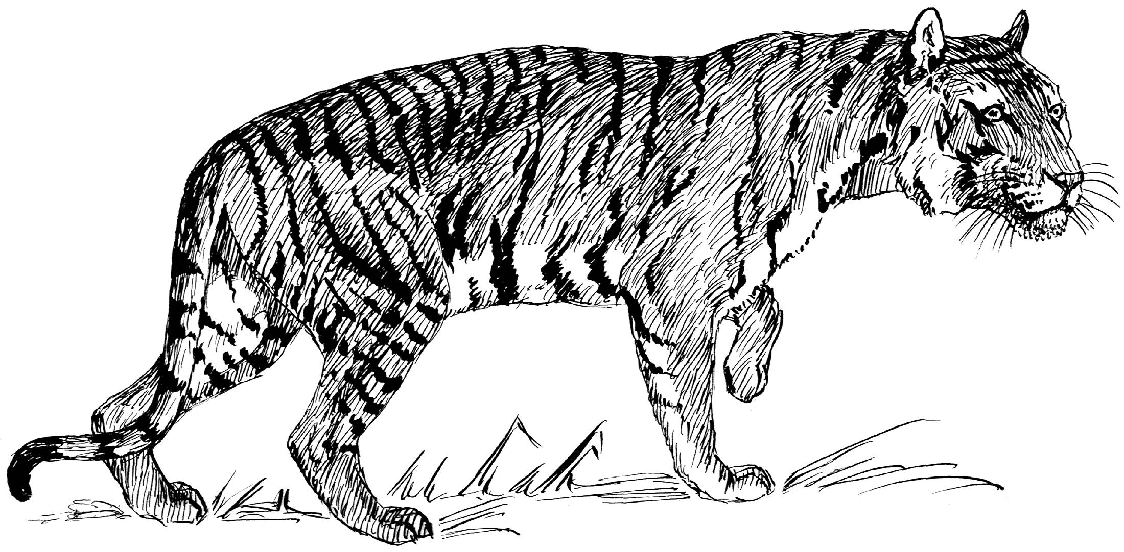 2200x1082 Tiger Line Drawings For Coloring - Tiger Line Drawing