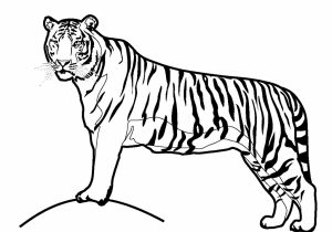 300x210 Tiger Simple Drawing - Tiger Line Drawing
