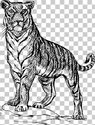 310x408 Tiger Lines Png Cliparts For Free Download Uihere - Tiger Line Drawing