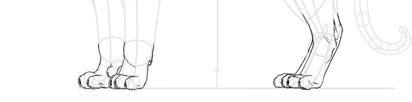 850x212 How To Draw A Tiger - Tiger Paw Drawing