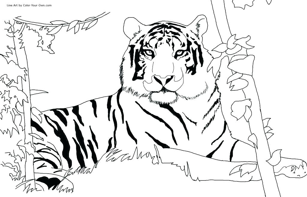 1024x656 simplistic pictures of tigers to color tiger paw drawing - Tiger Paw Drawing