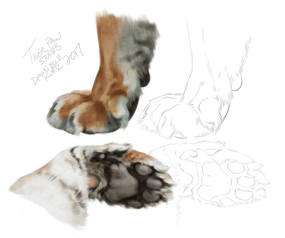 978x817 tiger paws - Tiger Paw Drawing