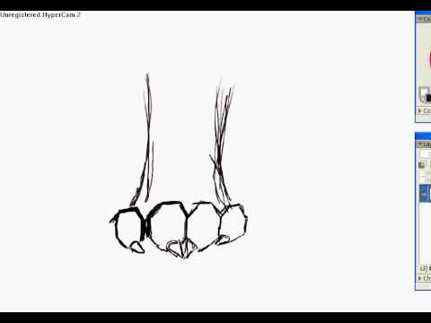 480x360 how to draw paws front view - Tiger Paw Drawing