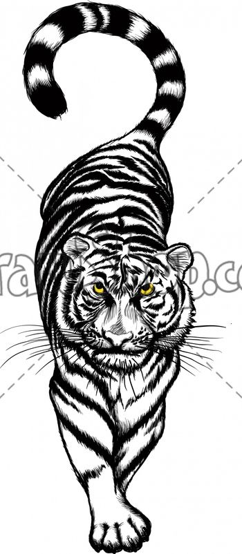 350x802 tiger paw prints walking drawing drawshop royalty free cartoon - Tiger Paw Drawing