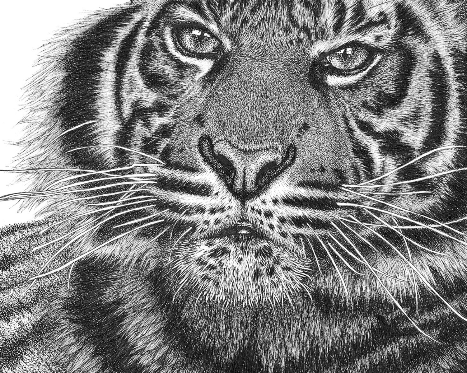 Реалистичные рисунки тигра